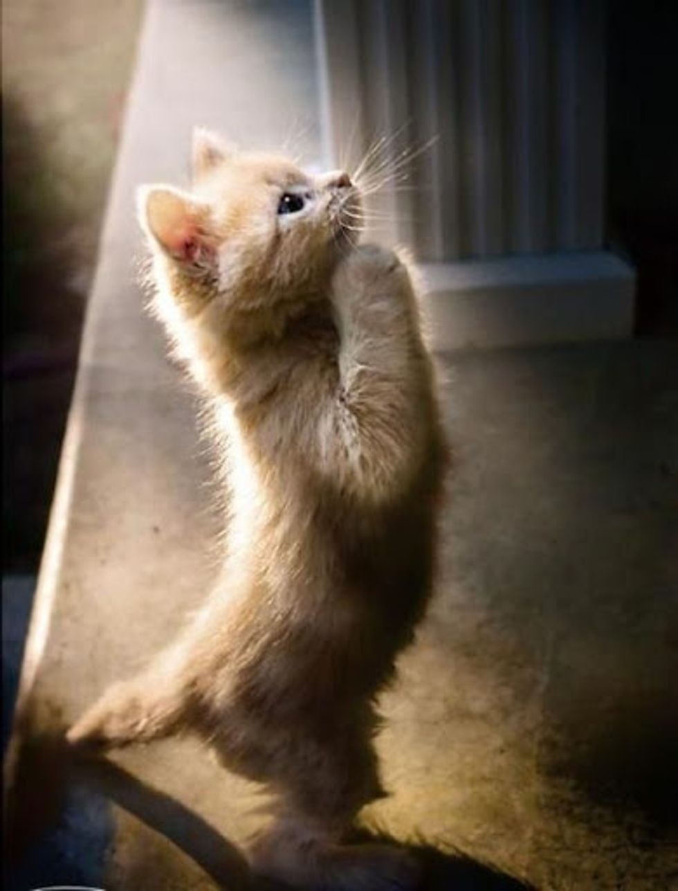 Praying Kitten - Love Meow
