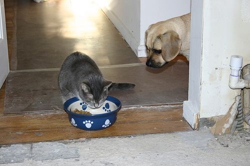 Should Cats Eat Dog Food Love Meow