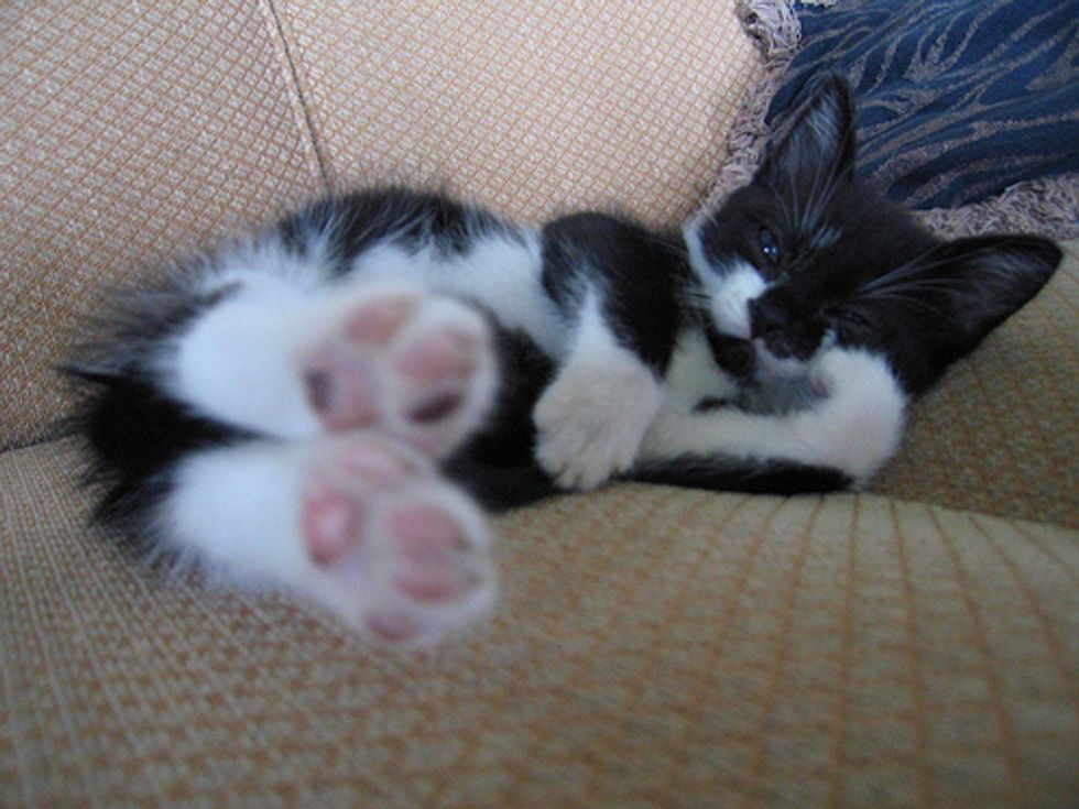 Stretching Kitten