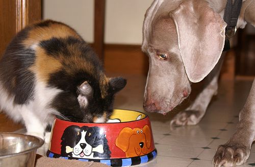 cat ate dog food