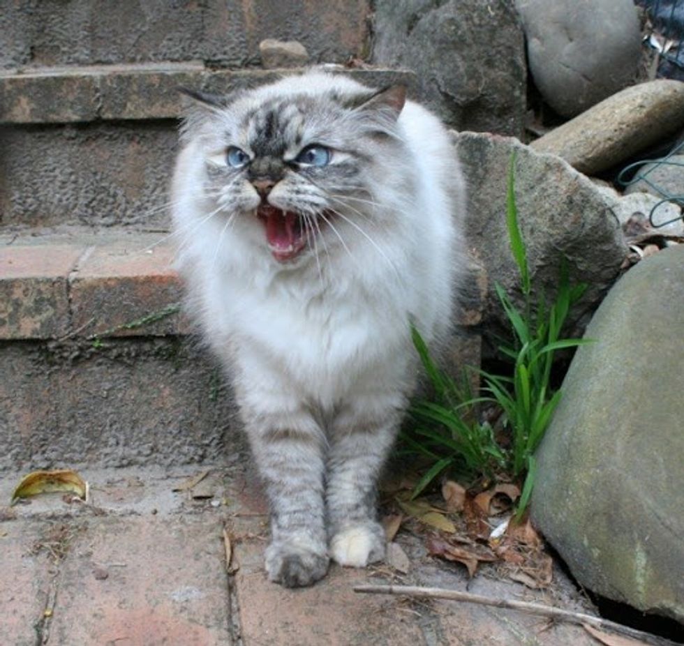 Cranky Hissy Ragdoll Kitty - Love Meow