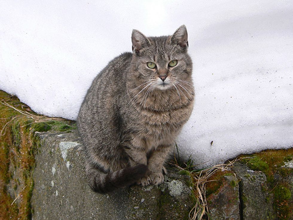 Tabby Cat Jumped 40ft off Building Uninjured
