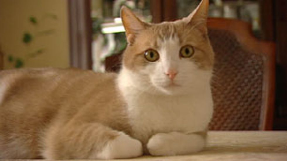 Cat Credited with Finding Cancer