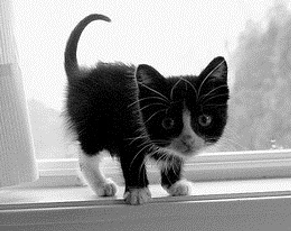 Tiny Tuxedo Kitty and Window