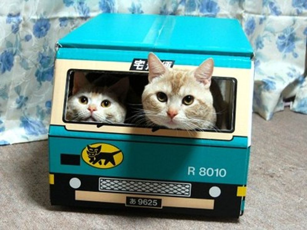 Cats Love to Hide