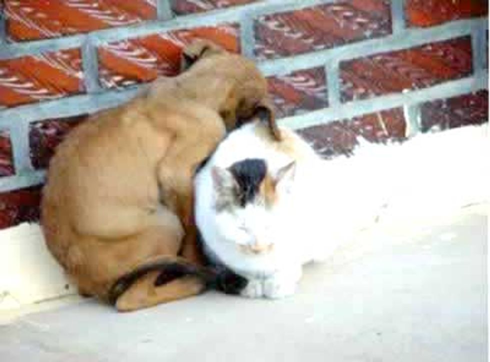 Cuddles