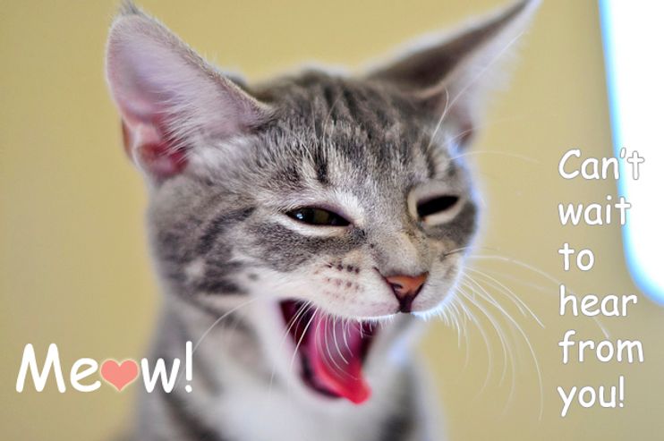 Submit a Story - Love Meow Submit a Story - Love Meow