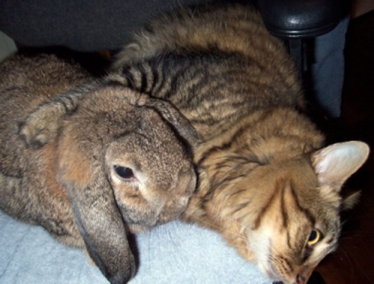 Bunny And Cat Look Alikes Love Meow