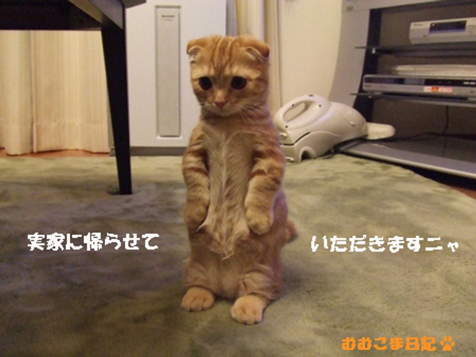 Kitten that Stands on His Feet