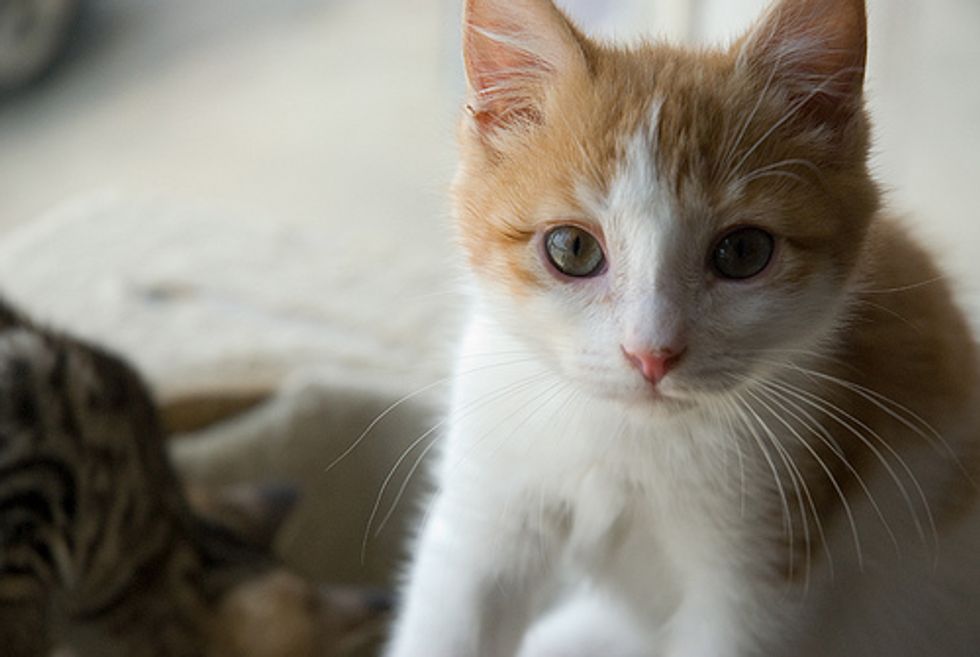 Group Calls for Ban on Selling Cats and Dogs Purchased from Puppy Mills