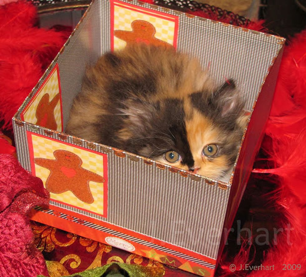 Lily Beautiful Calico Persian Kitten