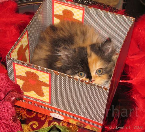 Calico persian hot sale kitten