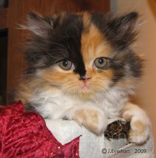 persian tortoiseshell cat persian calico cat