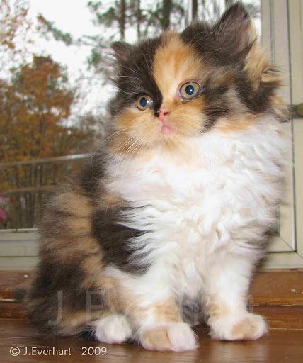 calico persian