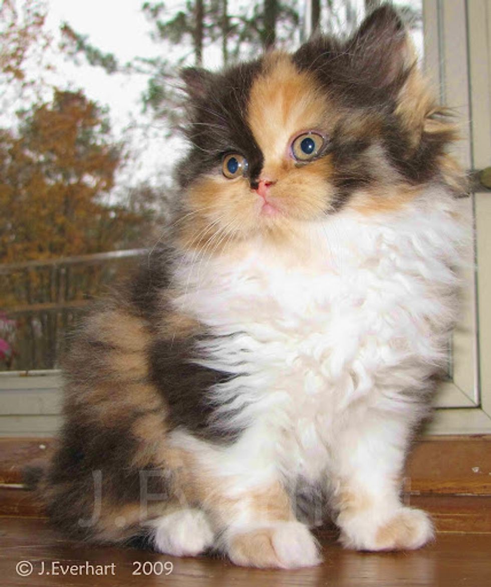 Lily Beautiful Calico Persian Kitten Love Meow