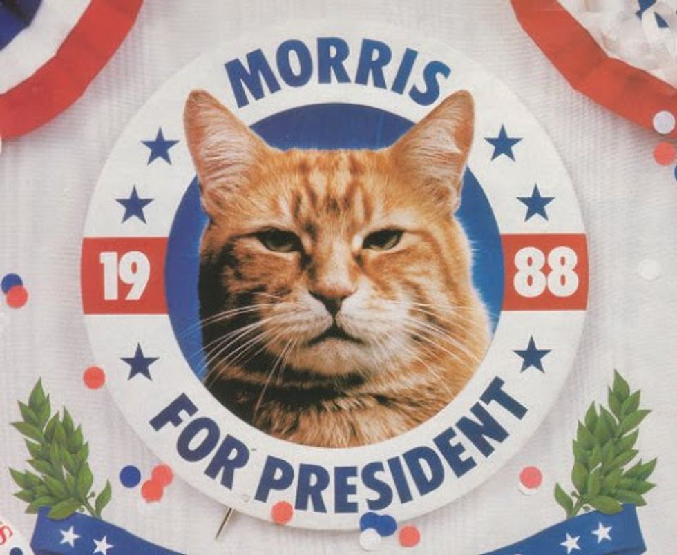 Morris the Cat First Feline Presidential Candidate