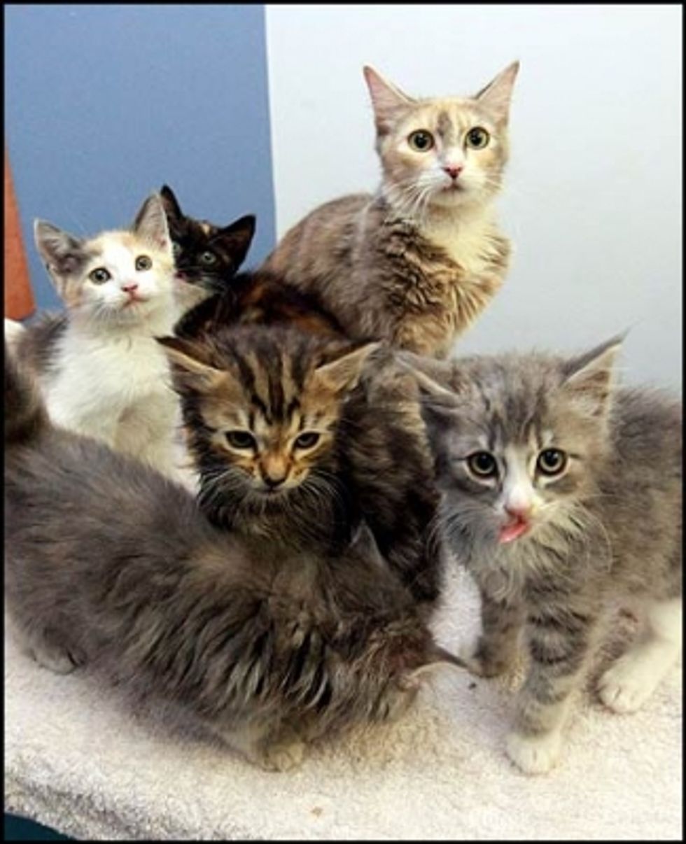 Rescued Kittens Reunited with Mother Cat