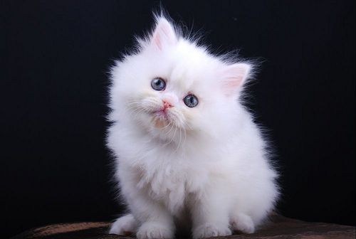 snow white persian cat