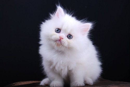 Snow sales white kitten