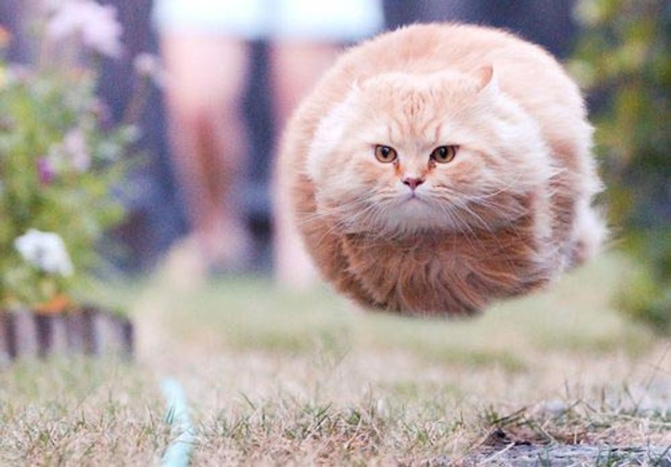 cat running no legs