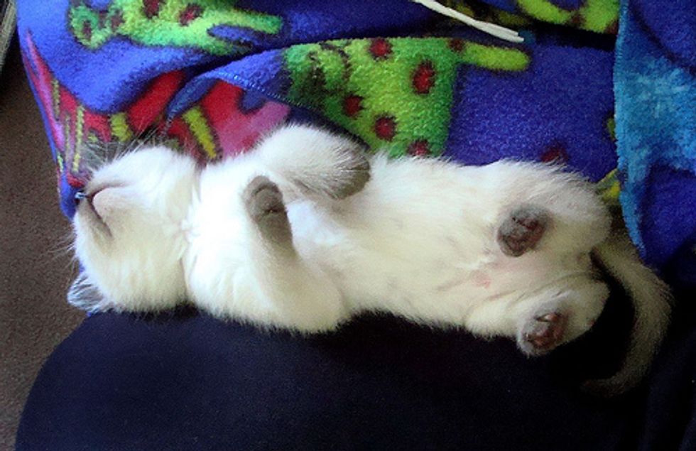 Chatty Siamese Kitten