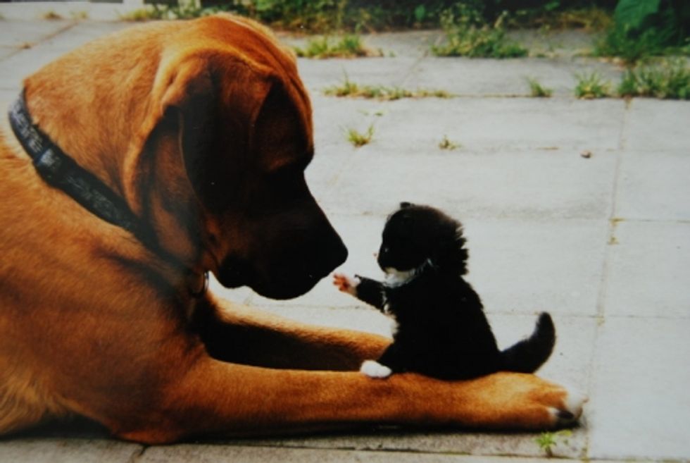 Friendship Between Cats and Dogs