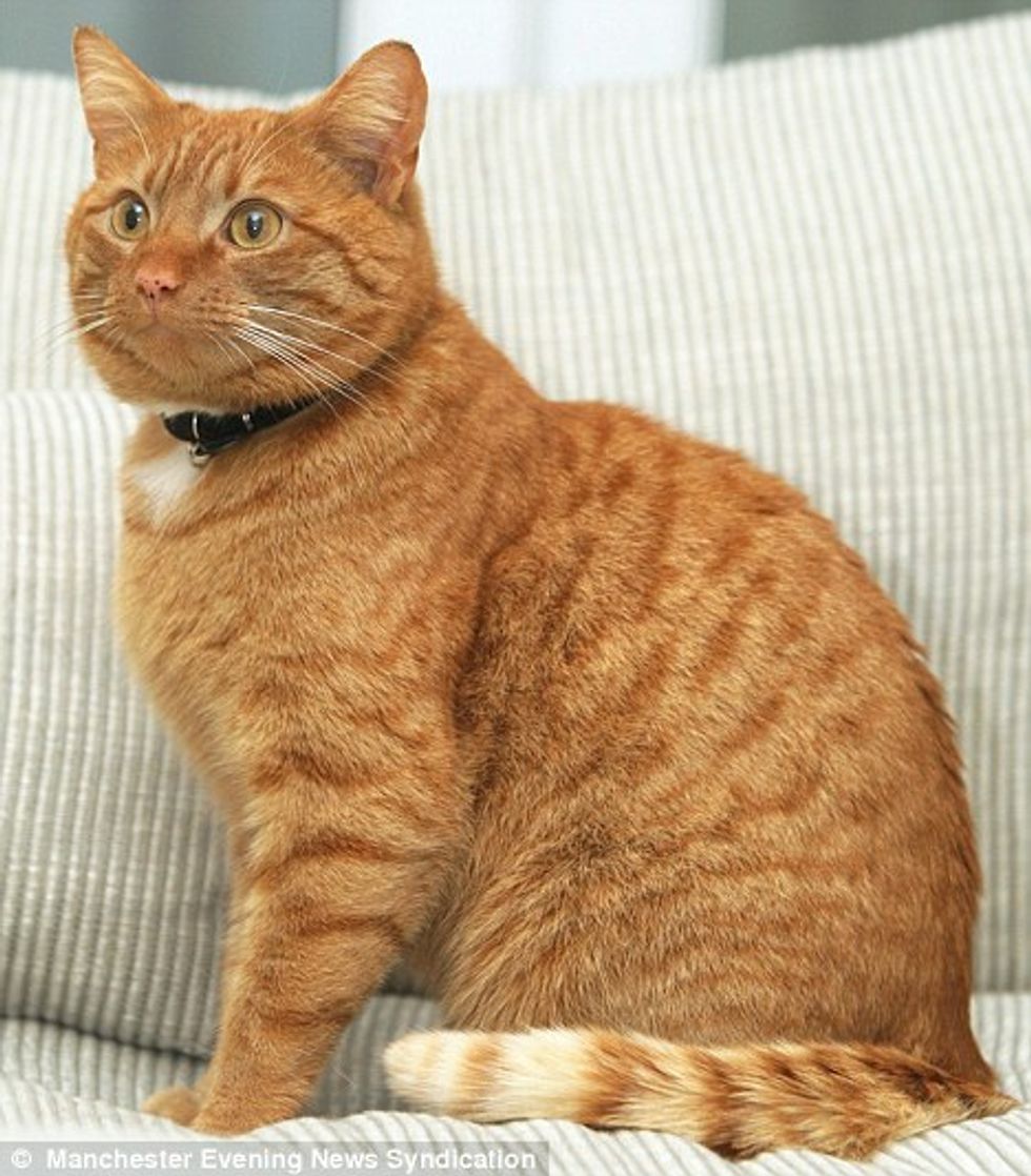 Британский рыжий кот гладкошерстный