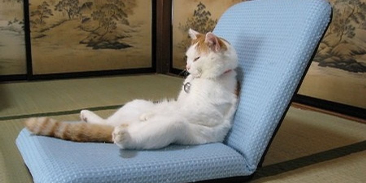 cat sitting like human