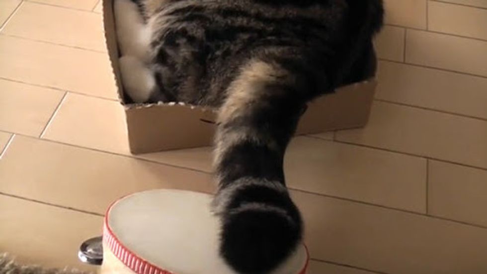 Maru the Cat Plays Tambourine