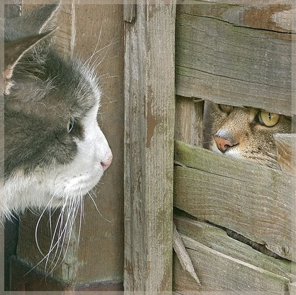 Cats Looking Through Back Gate Love Meow