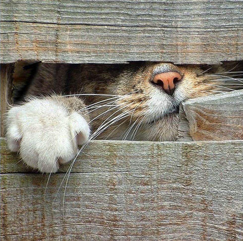Cats Looking Through Back Gate