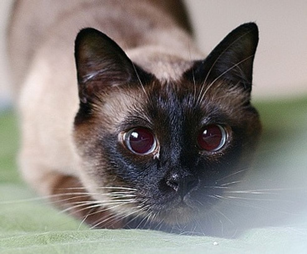 Beautiful Siamese Cats - Love Meow