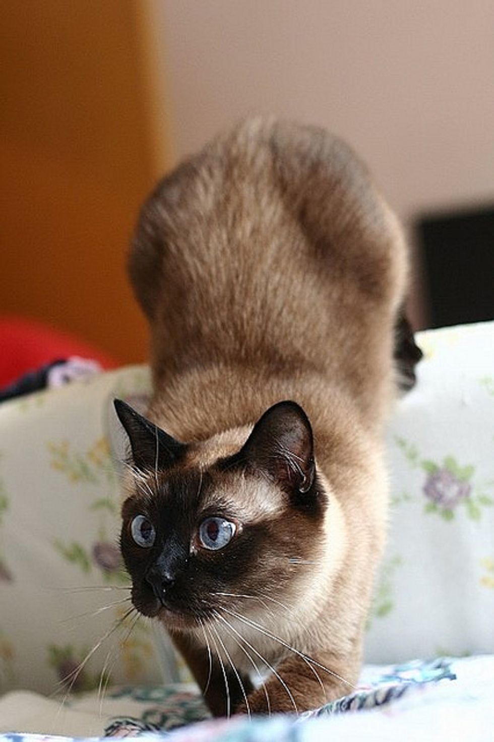 Beautiful Siamese Cats Love Meow 6344