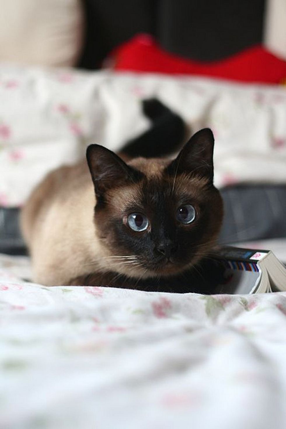 Beautiful Siamese Cats Love Meow 6998