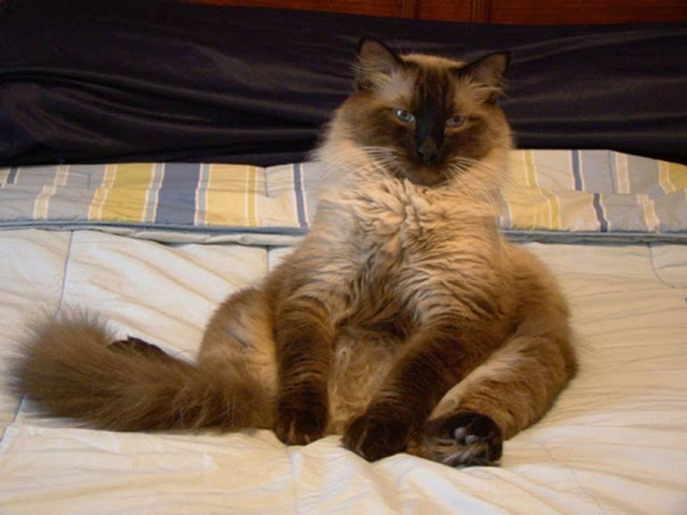 March Cat of the Month Results