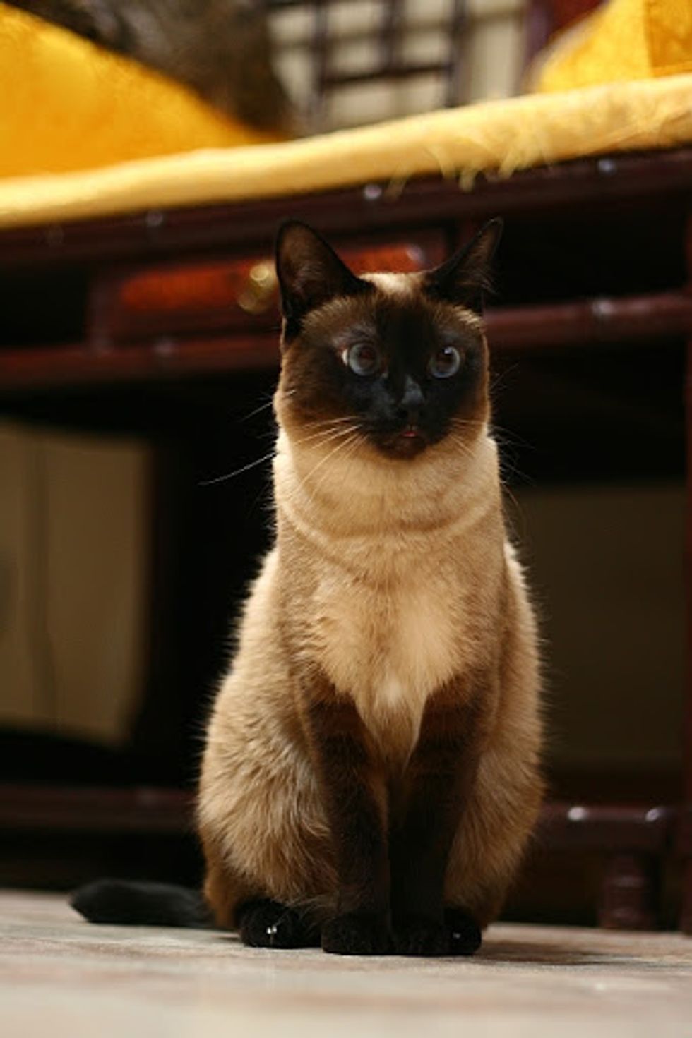 Beautiful Siamese Cats Love Meow 7900