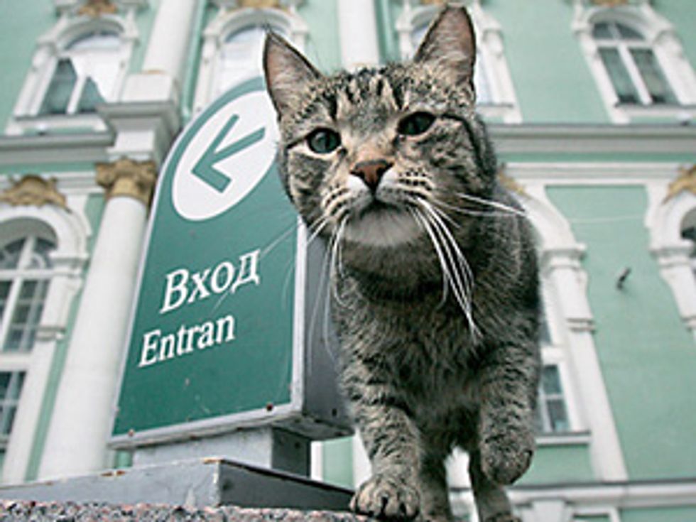 St. Petersburg's Hermitage Museum Holds Tomcat Day