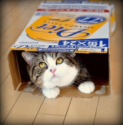 Japanese cat youtube hot sale