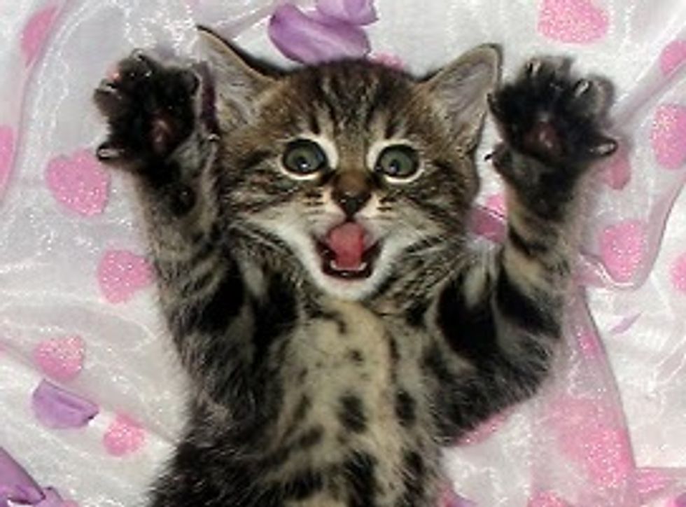 Tilly a Playful Tabby Kitty