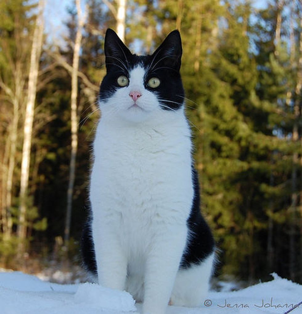 Pixie the Adventurous Tuxedo Cat