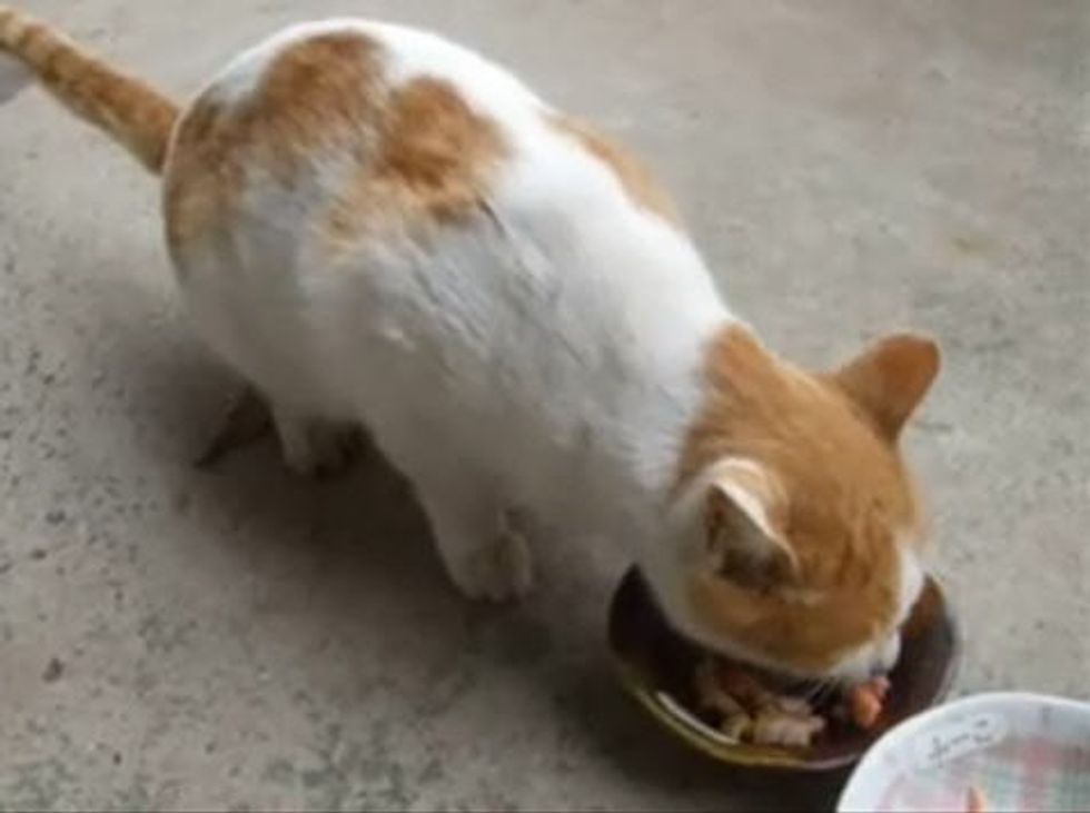 Cat Singing Noms