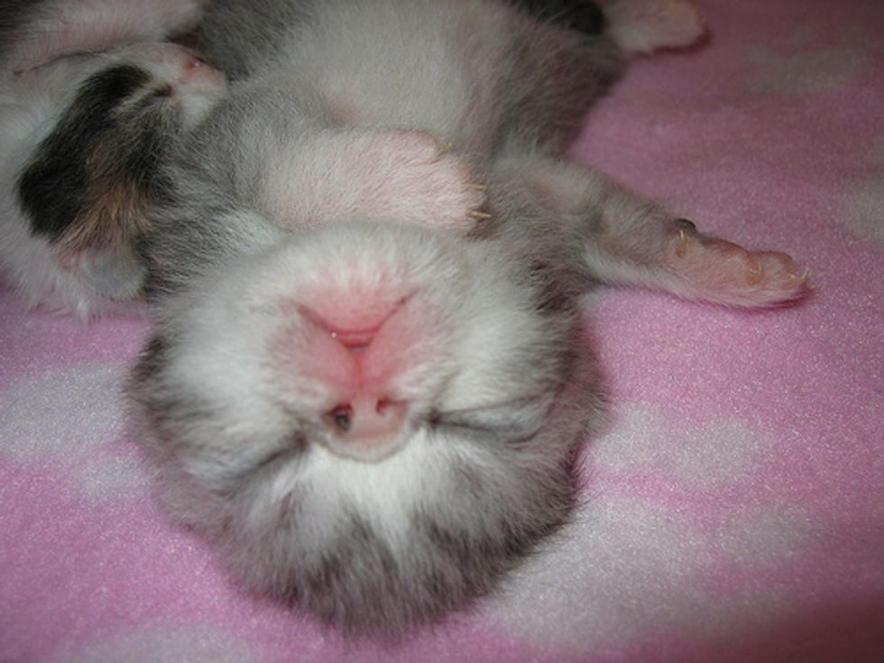 Kittens Snoozing