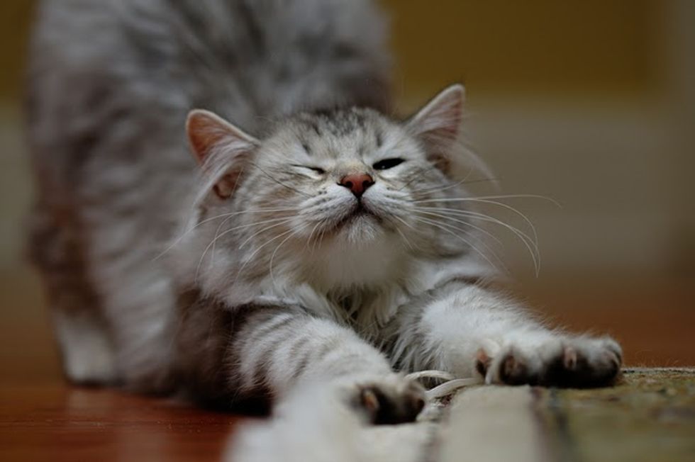 Sasha a Very Spoiled and Loved Siberian Cat