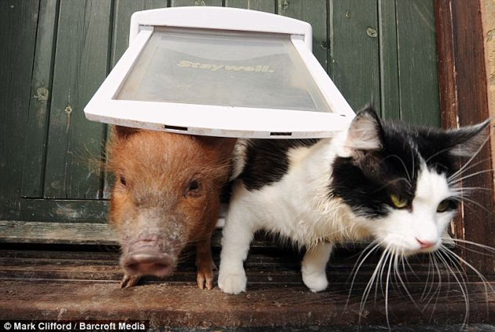 A Cat, A Dog and Six Micro-Pigs Live Together