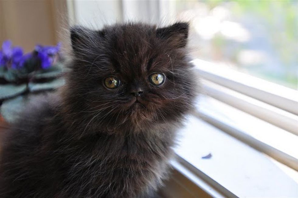 black persian cats