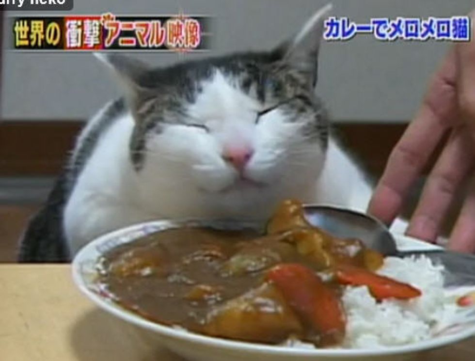 Cat Loves Curry But Not to Eat It