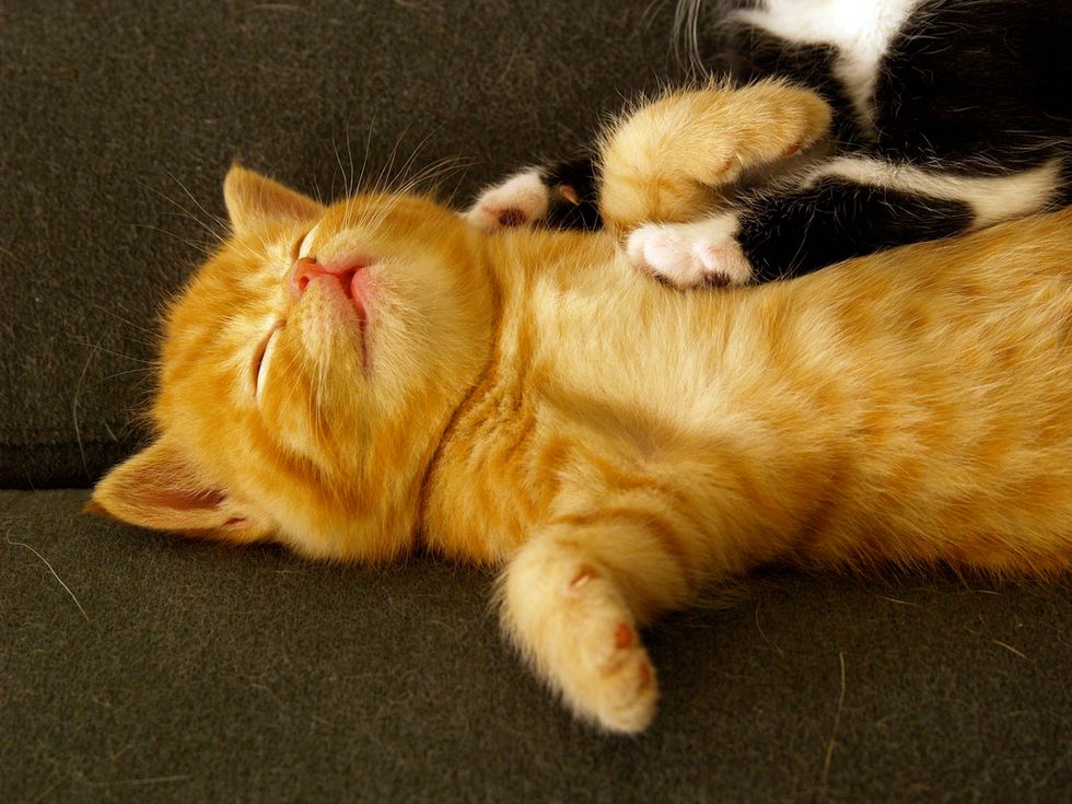 cute ginger kittens fluffy