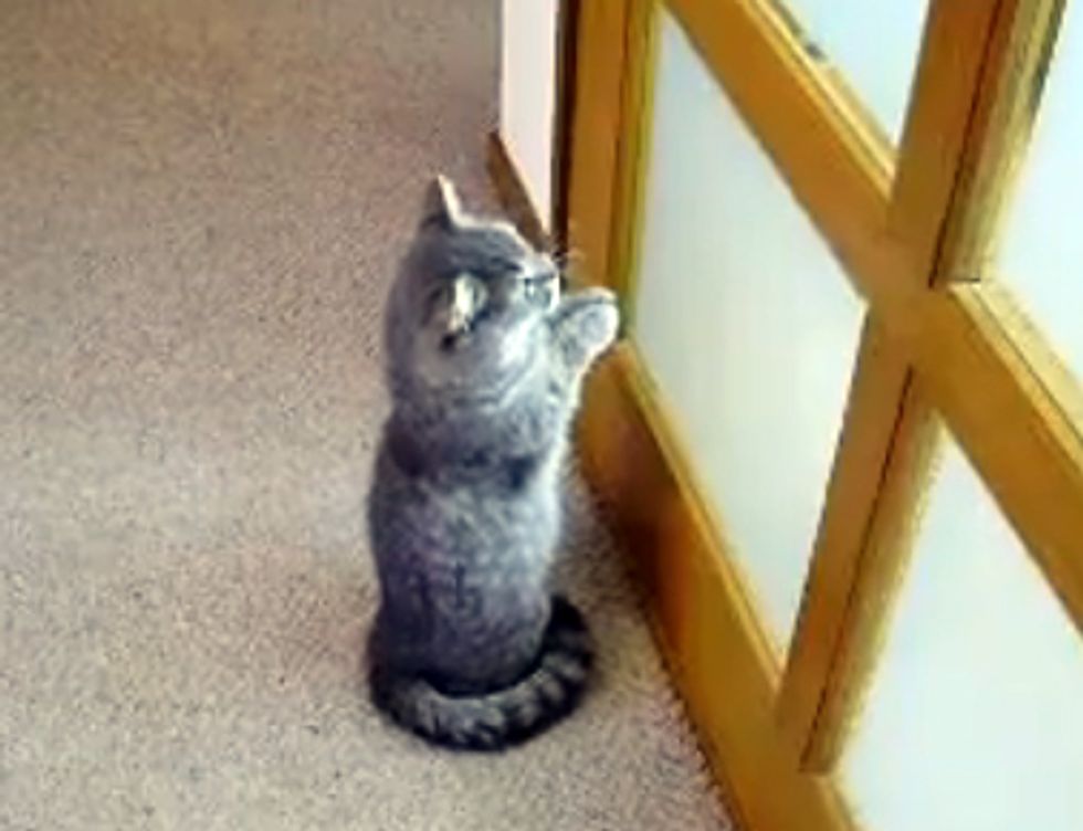 Cat Begs Door to Open
