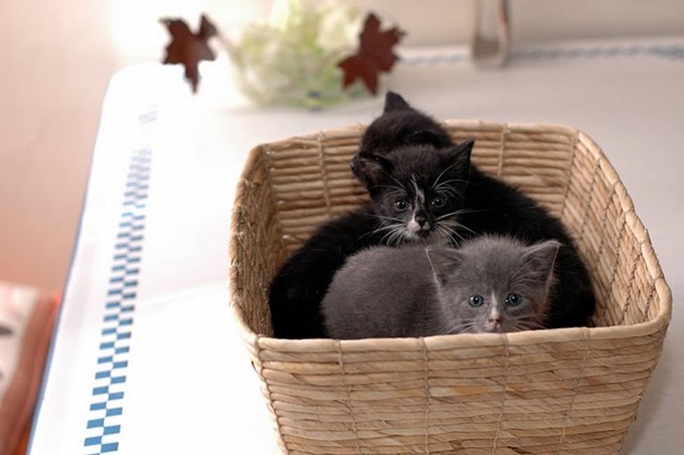 Three Rescued Kittens