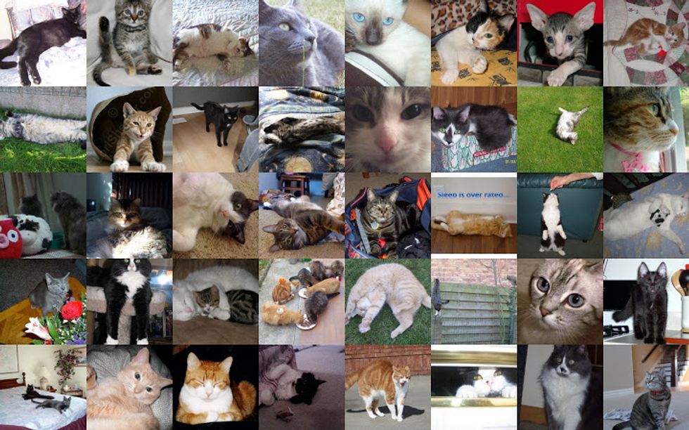 Voting for April Cat / Kitten of the Month Begins